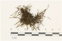 藏品(皺葉牛舌蘚)的圖片