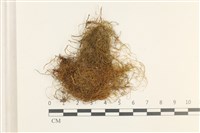 藏品(鞭枝懸蘚)的圖片