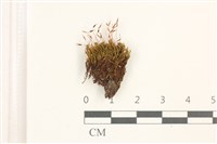 藏品(印度扭口蘚)的圖片