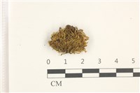 藏品(尖葉扭口蘚)的圖片