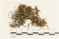 藏品(細枝青蘚)的圖片