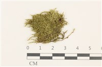 藏品(羽枝青蘚)的圖片