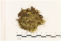 藏品(羽枝青蘚)的圖片