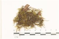 藏品(長肋青蘚)的圖片