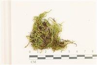 藏品(溪邊青蘚)的圖片