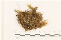 藏品(赤莖小錦蘚)的圖片