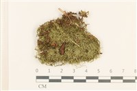 藏品(東亞小錦蘚)的圖片