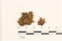 藏品(黃色真蘚)的圖片