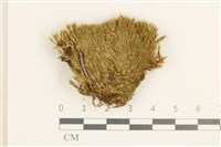 藏品(脆枝曲柄蘚)的圖片