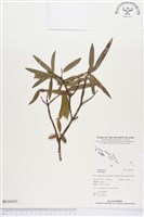 館藏編號:BG00007的藏品圖