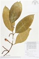 館藏編號:BG00008的藏品圖
