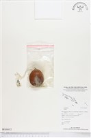 館藏編號:BG00012的藏品圖