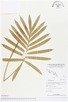 館藏編號:BG00013的藏品圖