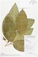 館藏編號:BG00015的藏品圖