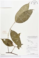 館藏編號:BG00016的藏品圖