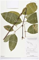 館藏編號:BG00017的藏品圖