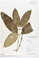 館藏編號:BG00018的藏品圖