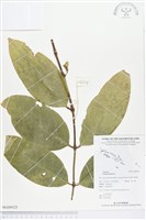 藏品(買麻樹)的圖片