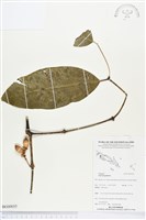 藏品(買麻樹)的圖片