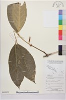 藏品(買麻樹)的圖片