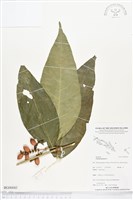 藏品(買麻樹)的圖片