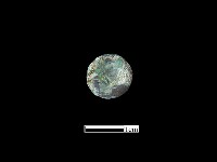 藏品(鈕子)的圖片