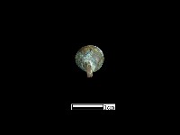 藏品(鈕子)的圖片