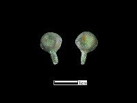 藏品(鈕子)的圖片