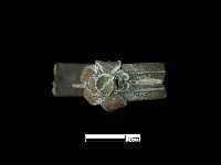 藏品(耳環)的圖片