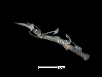 藏品(飾品)的圖片