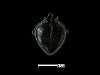 藏品(飾品)的圖片