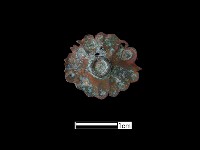 藏品(飾品)的圖片