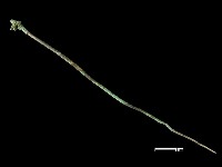 藏品(髮簪)的圖片