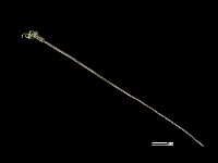 藏品(髮簪)的圖片