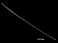 藏品(髮簪)的圖片