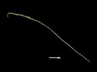 藏品(髮簪)的圖片