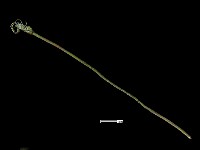 藏品(髮簪)的圖片