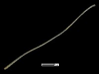 藏品(髮簪)的圖片