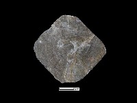 藏品(貝片)的圖片