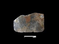 藏品(貝片)的圖片