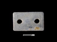 藏品(貝飾)的圖片