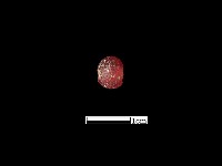 藏品(玻璃珠)的圖片