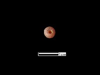 藏品(玻璃珠)的圖片