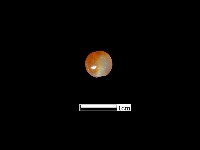 藏品(瑪瑙珠)的圖片