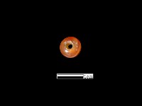 藏品(瑪瑙珠)的圖片