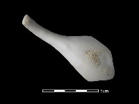 藏品(湯匙)的圖片