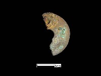 藏品(銅錢)的圖片