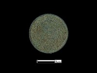 藏品(銅錢)的圖片