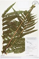 藏品(野小毛蕨)的圖片
