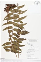 藏品(長葉腎蕨)的圖片